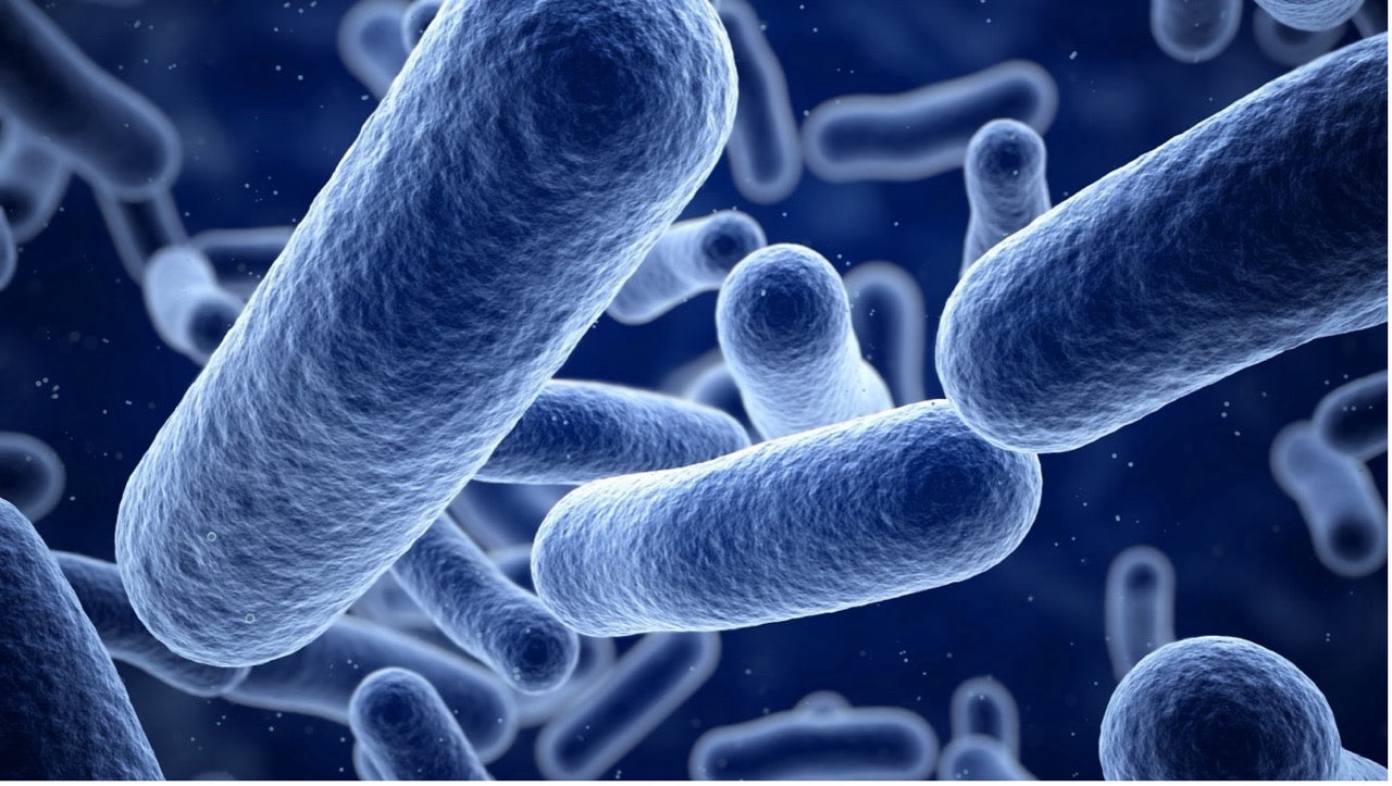 Lactobacillus reuteri
