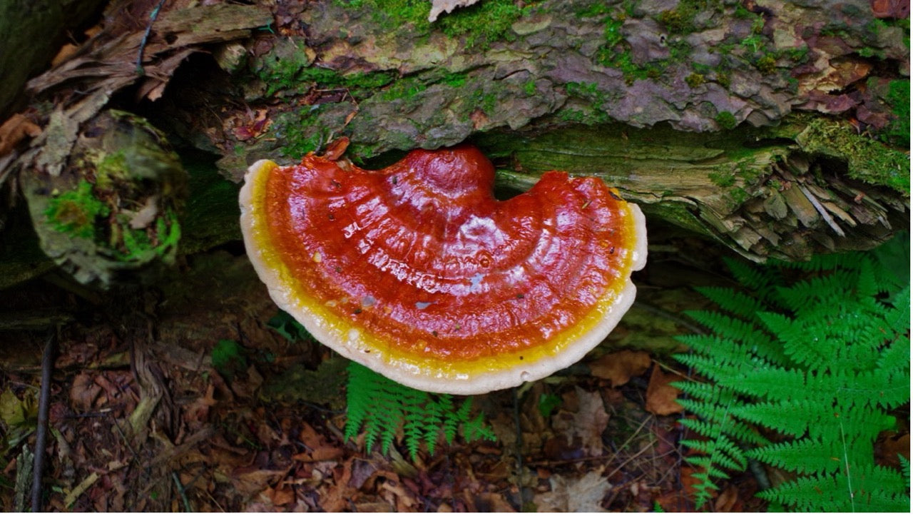 Reishi