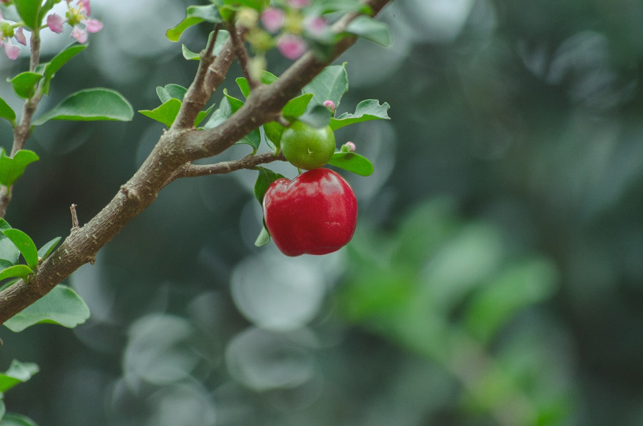 Acerola