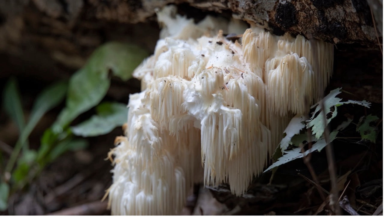 Hericium
