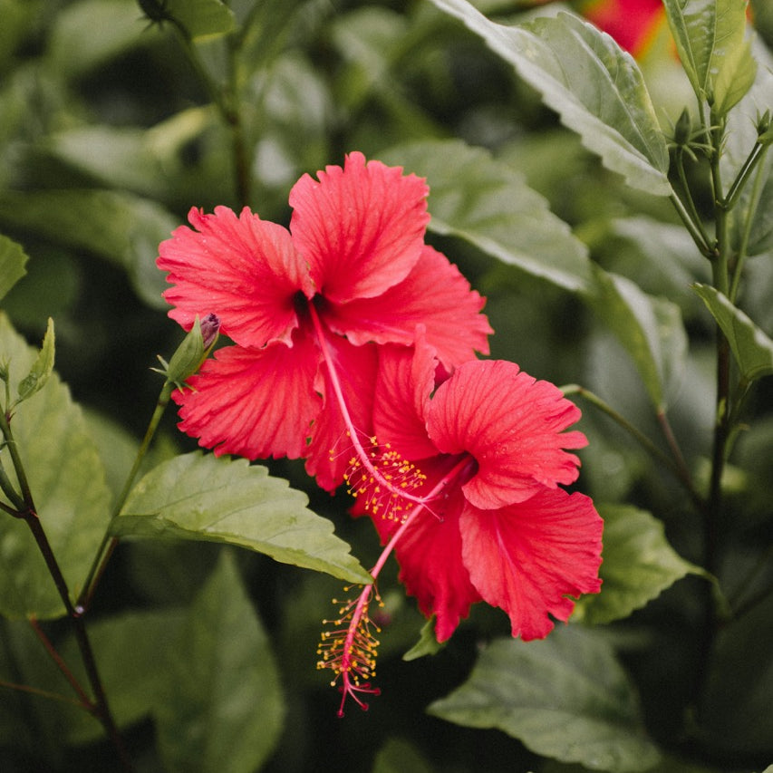 Hibiskus