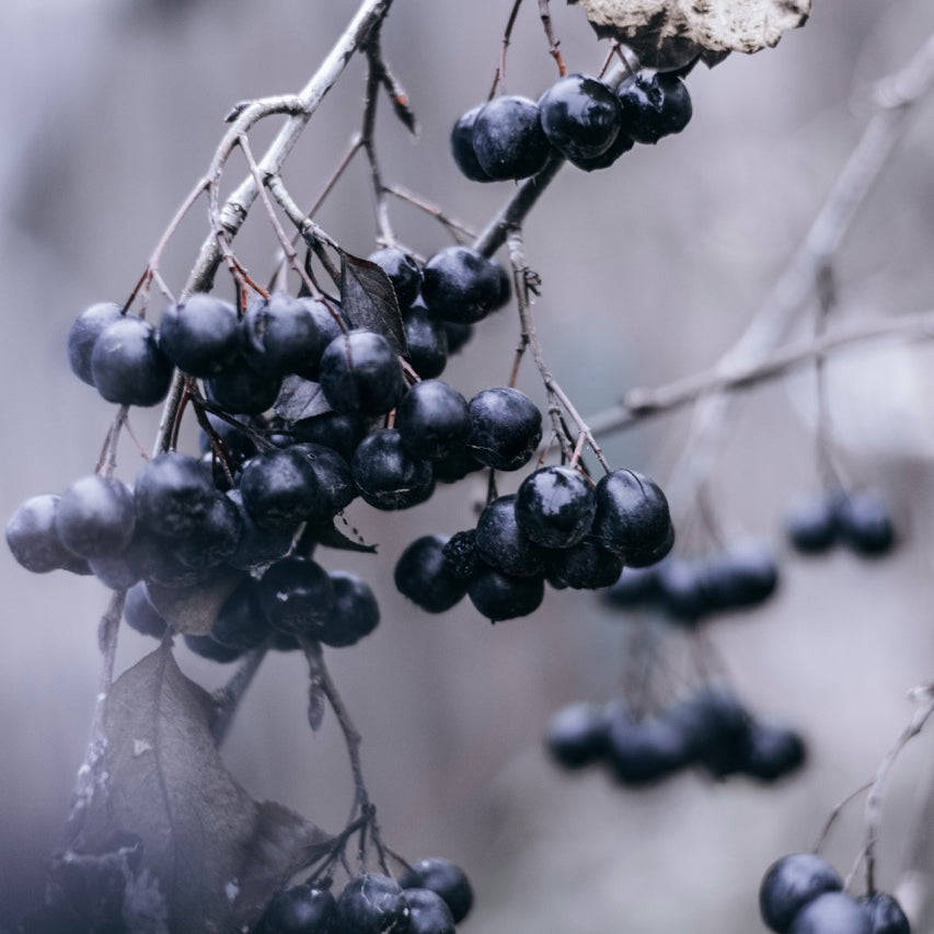Açai