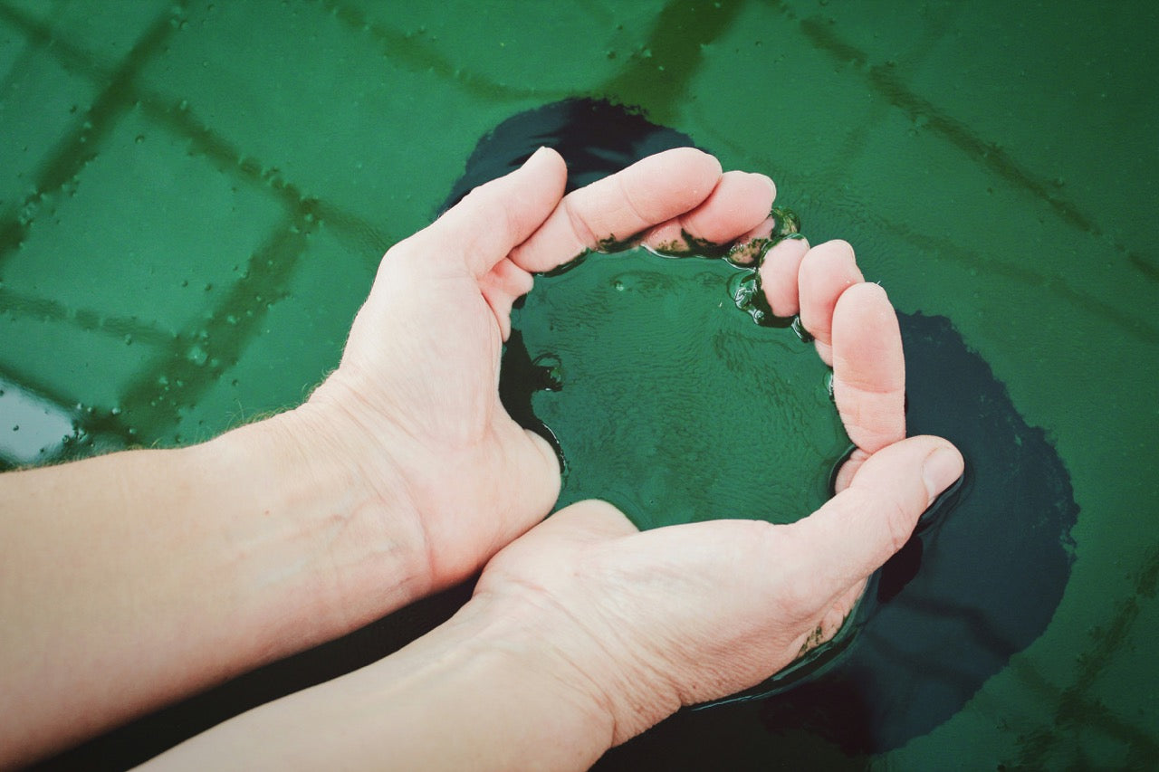 Spirulina