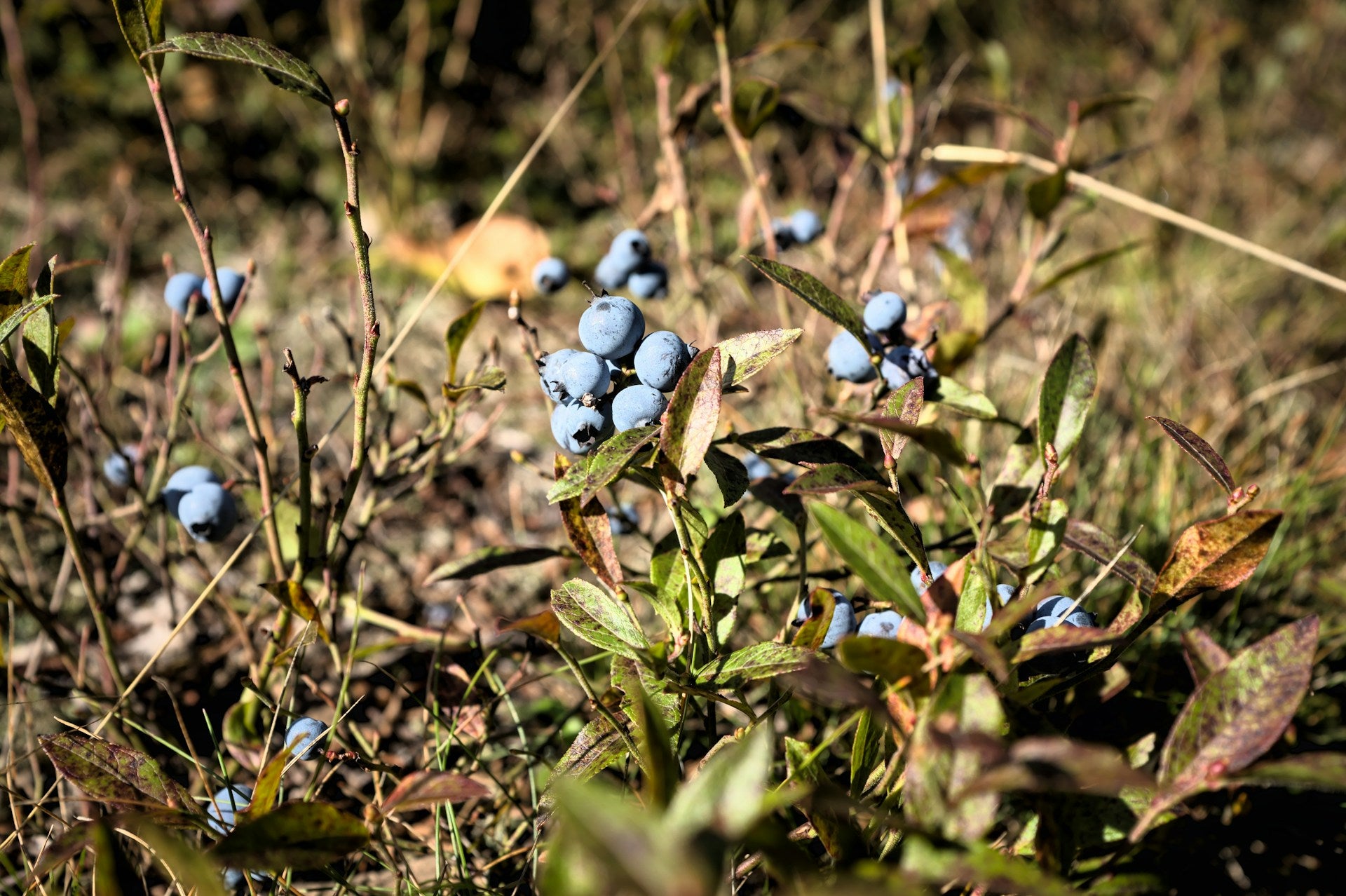 Wilde Blaubeeren