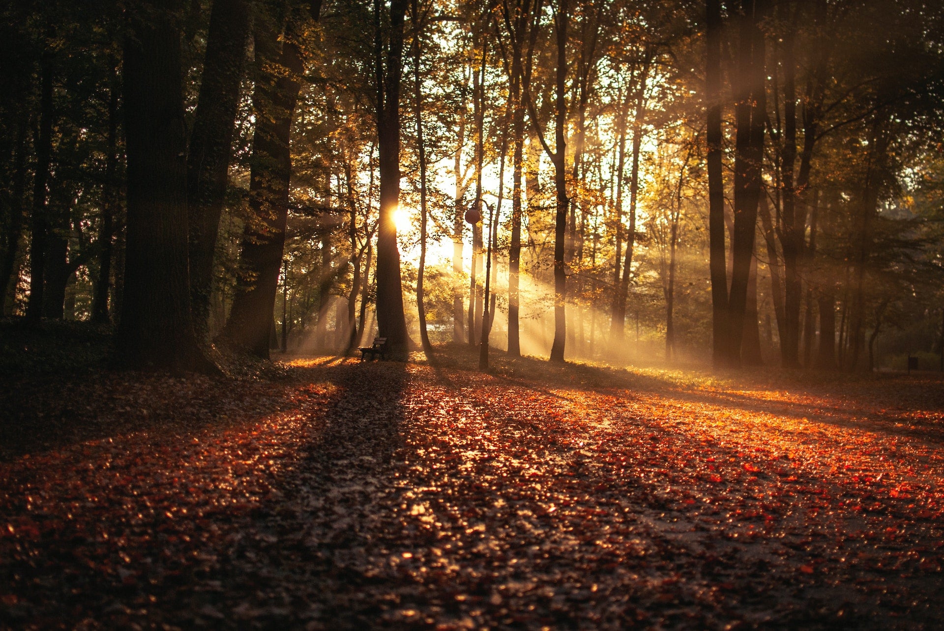 Gesund durch den Herbst.