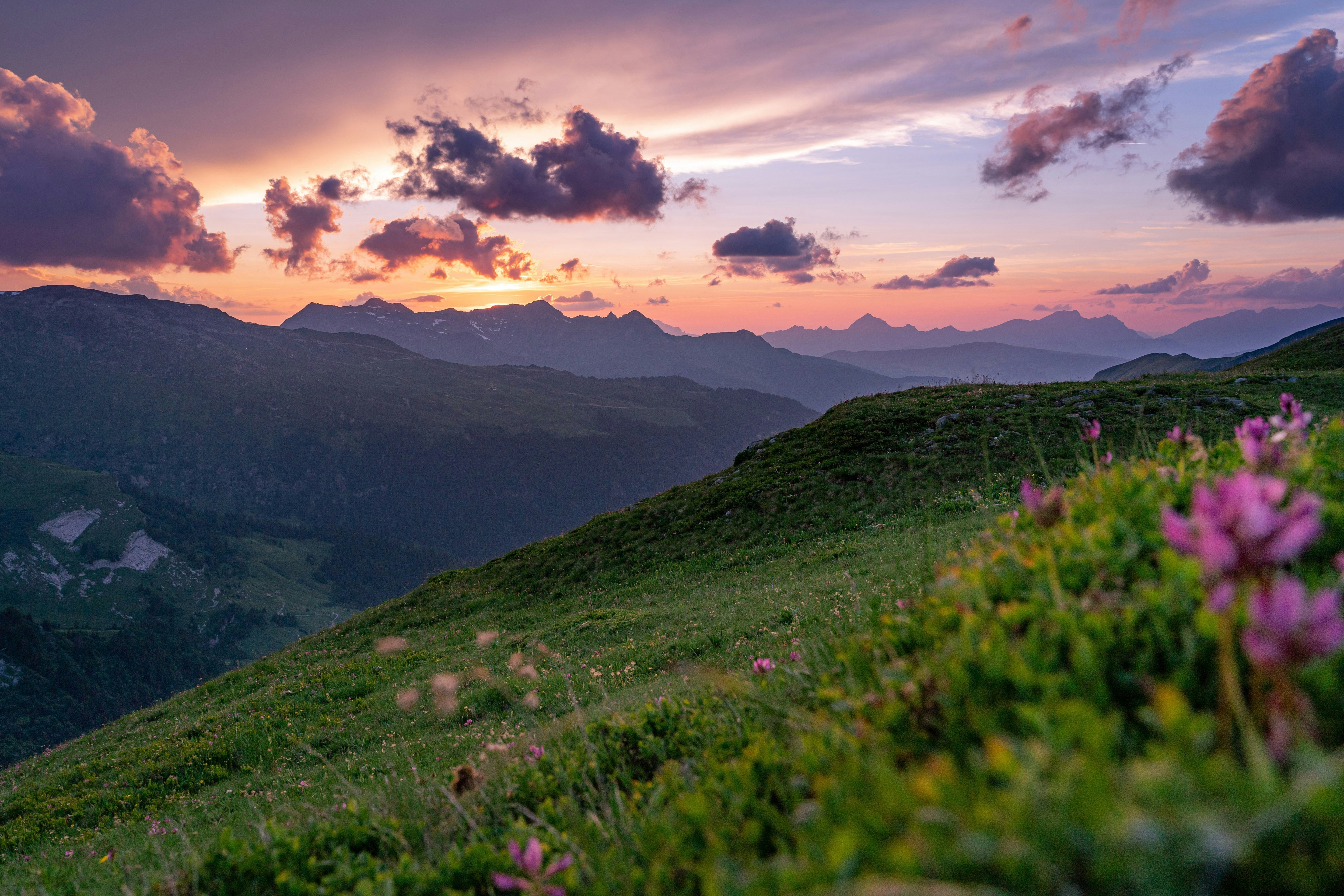 The best of mother‘s nature: Heimische Heilkräuter für Deinen Zyklus