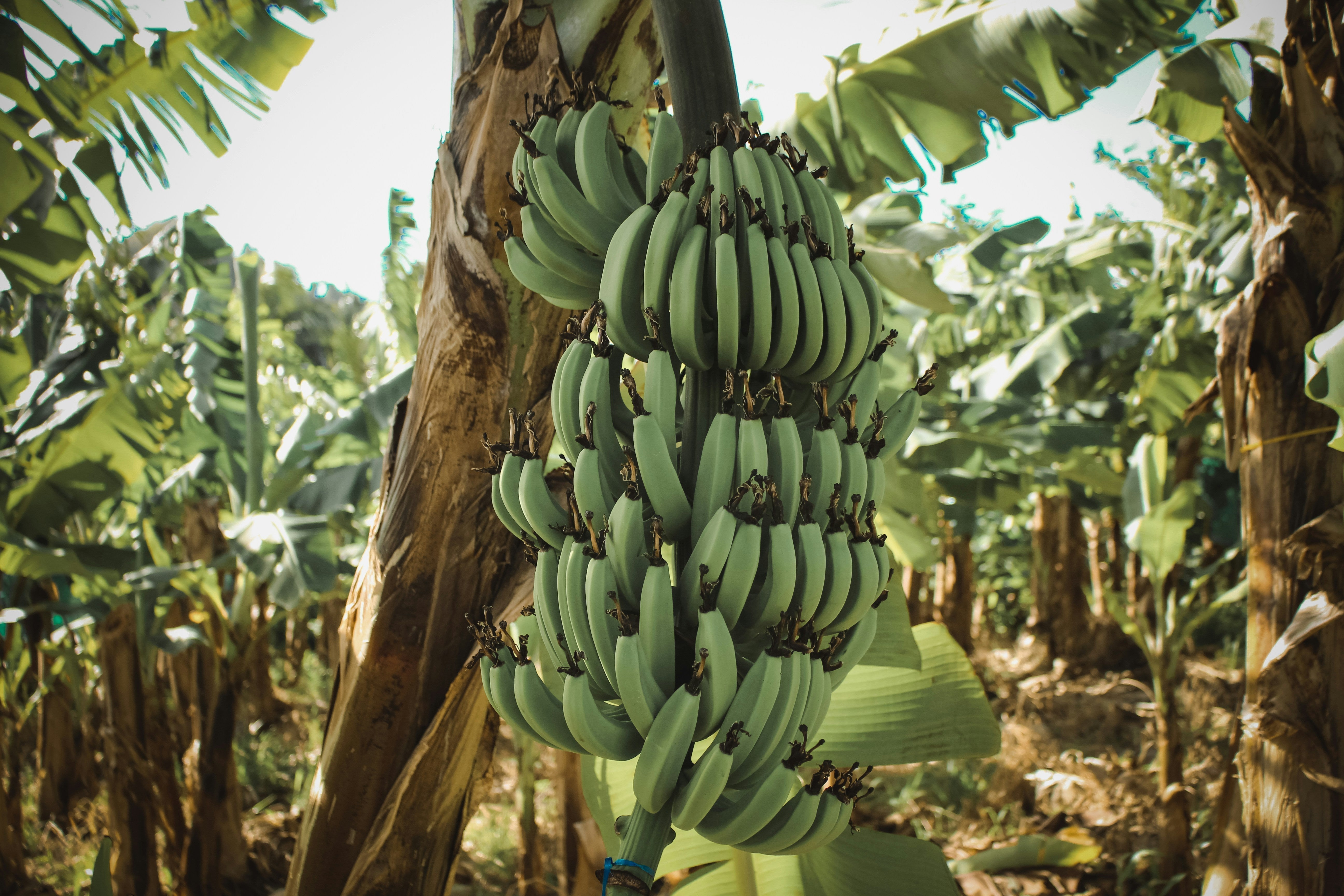 Banane