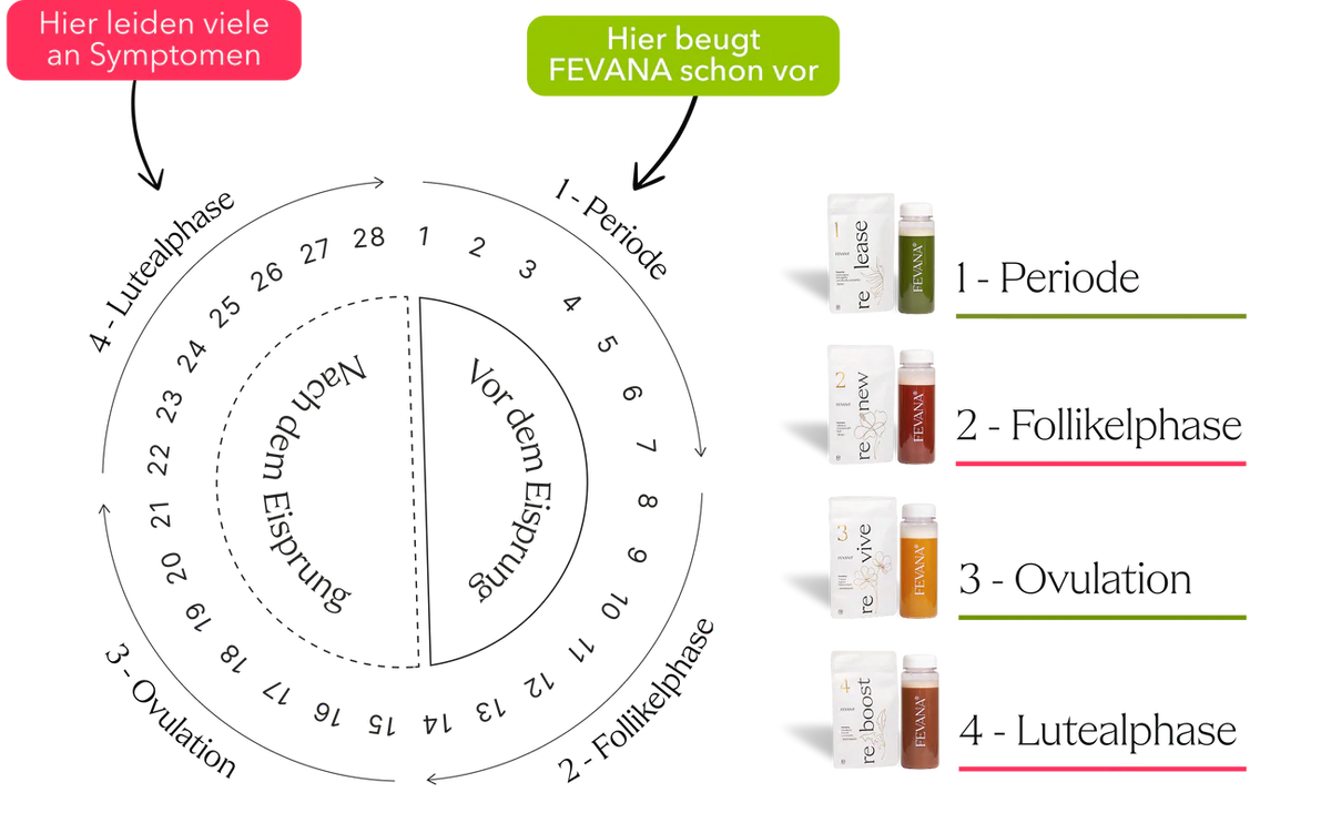 FEVANA Zyklusphasen – Periode, Follikelphase, Ovulation, Lutealphase